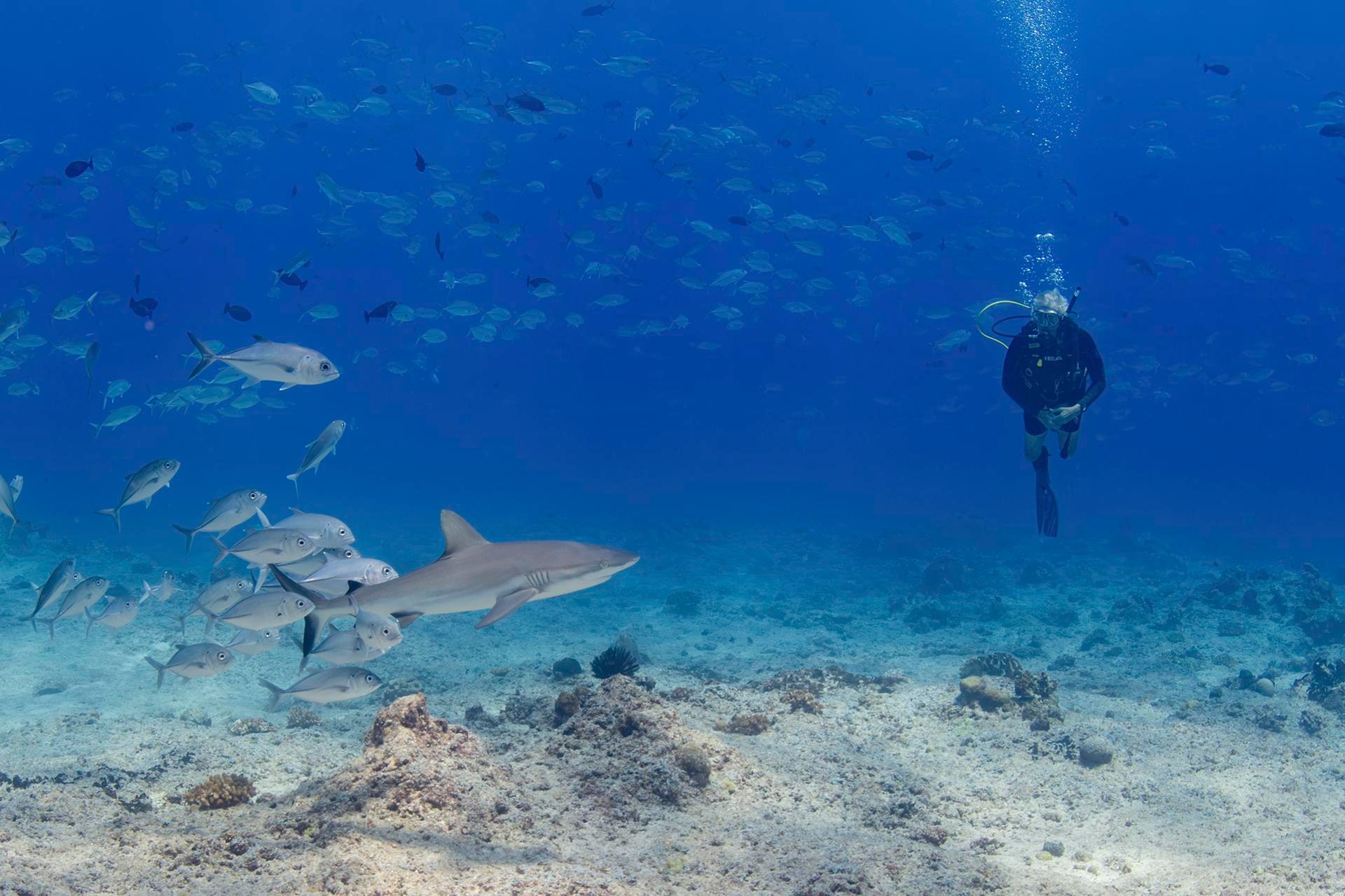 A diver near a school of bigeye trevally