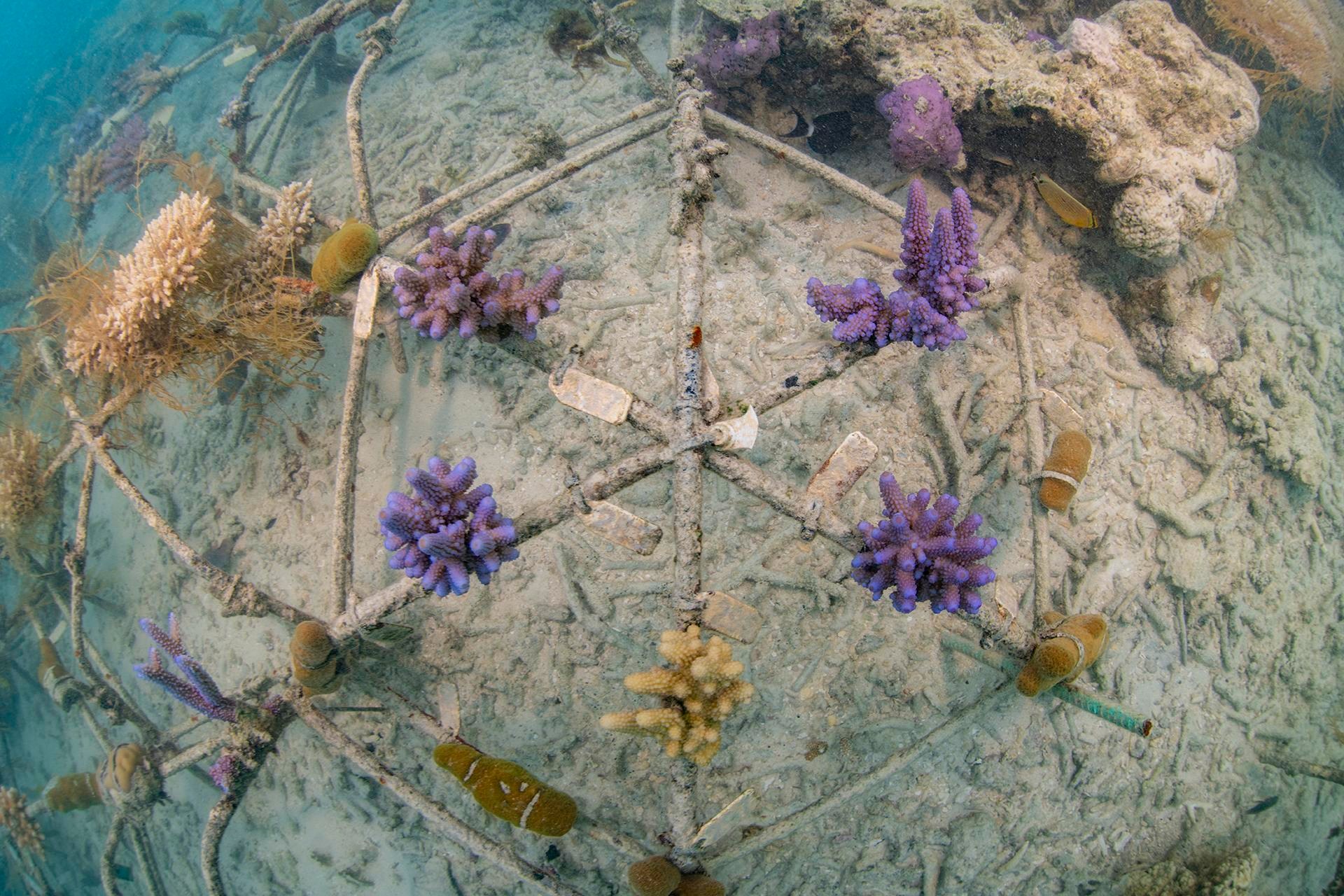 lavender and tan bits of coral are attached to a large metal frame with an isometric pattern