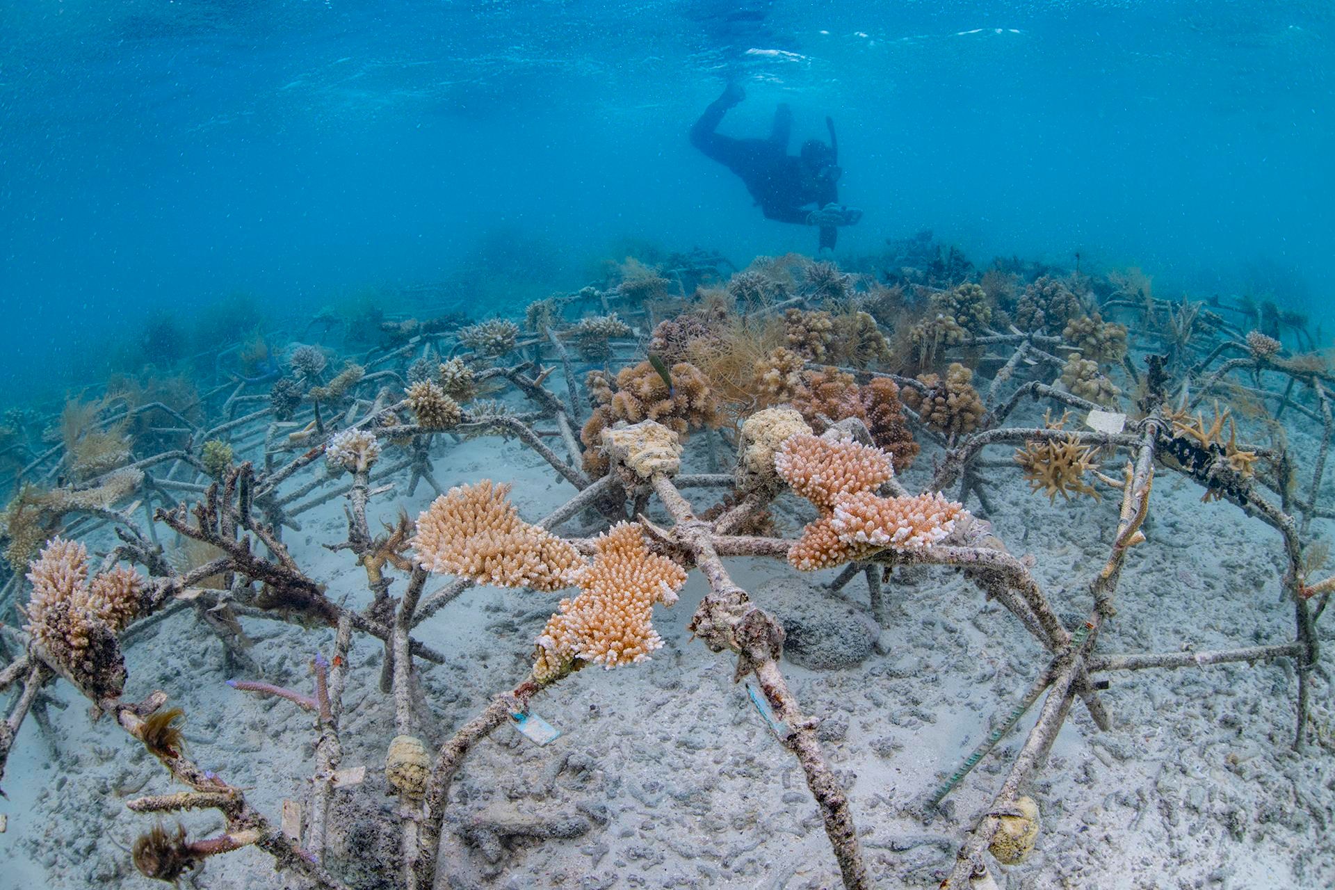 an underwater view of star-shaped metal frames covered with various species of coral