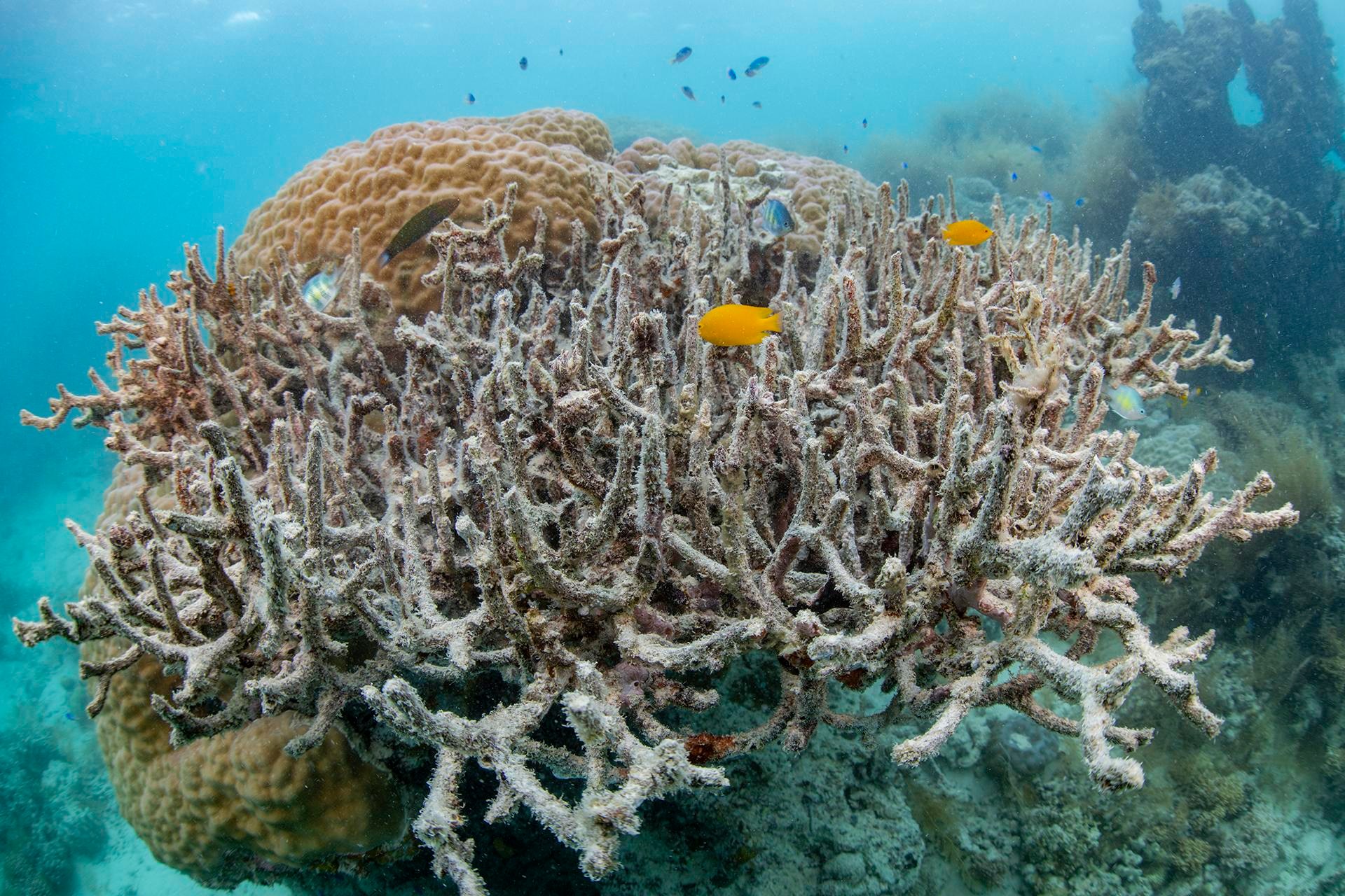 a damaged piece of coral under water with several small, bright fish swimming amongst it