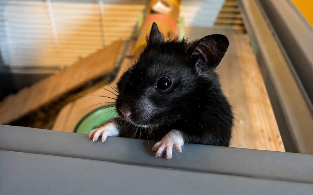 This influencer runs 6 miles every night. He’s also a hamster.