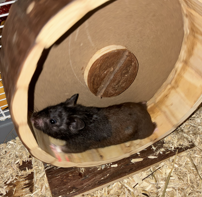 Mollie, a black male hamster, running on a wheel.