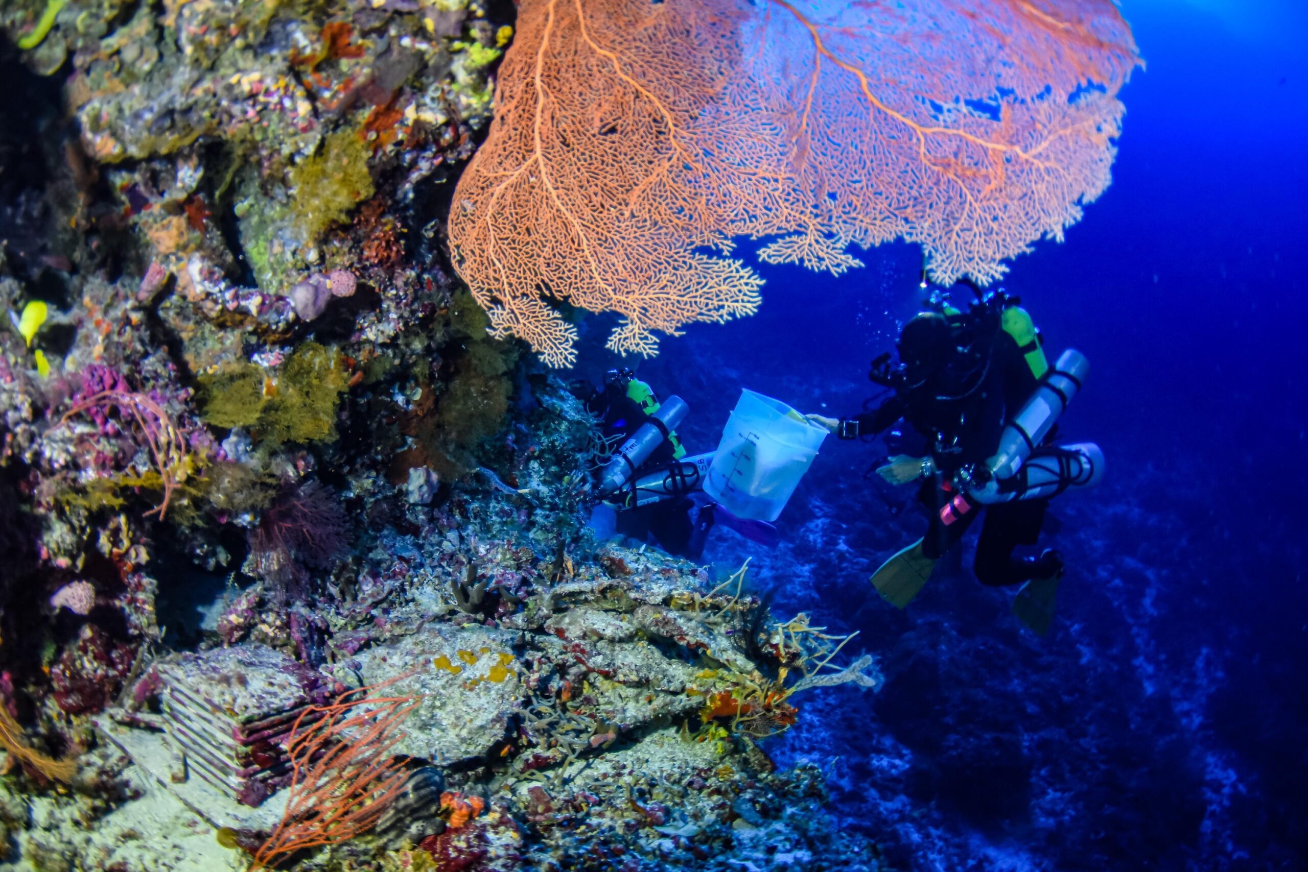 Diver among corals, sponges, and other life