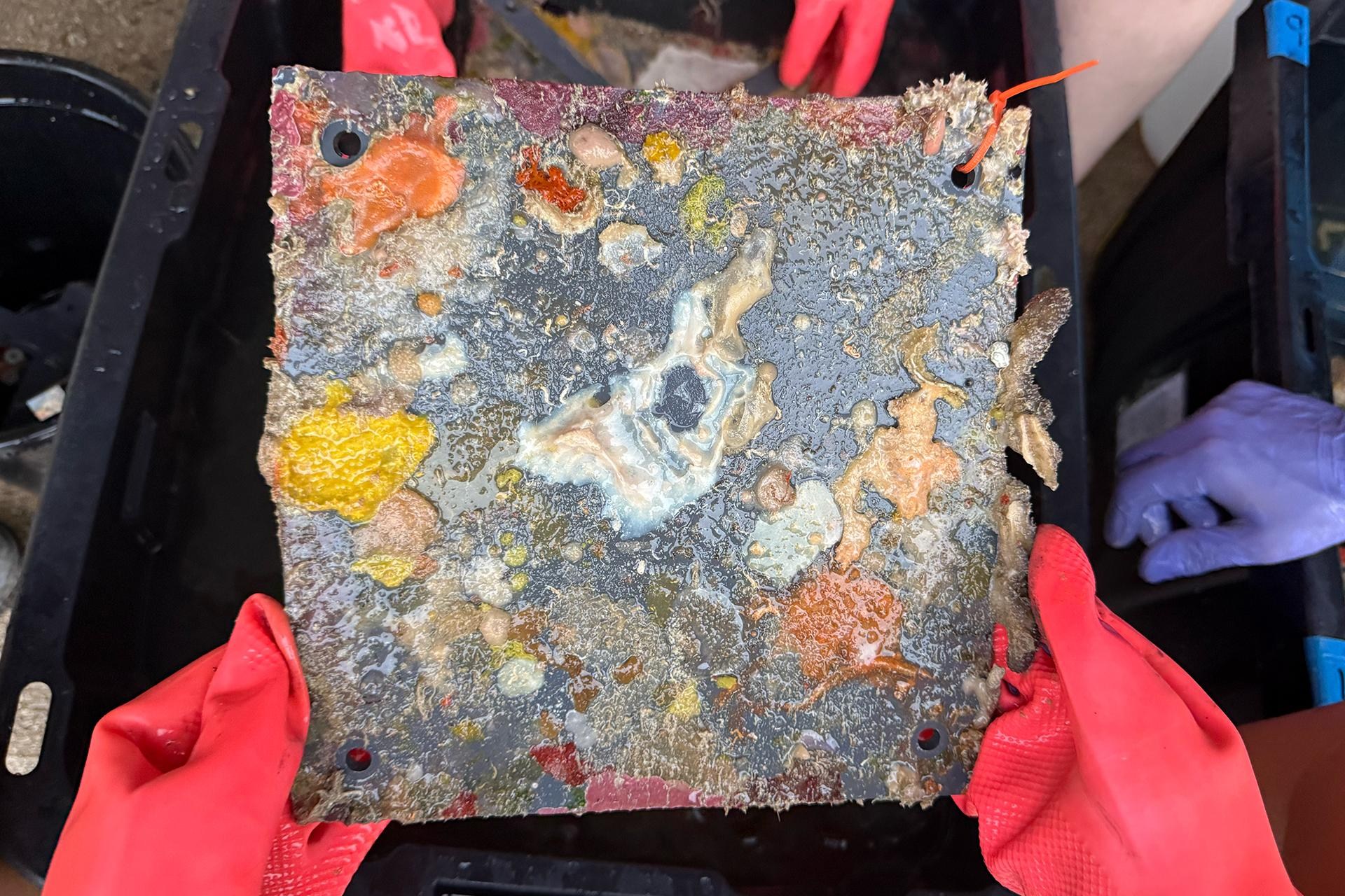 Coral plate