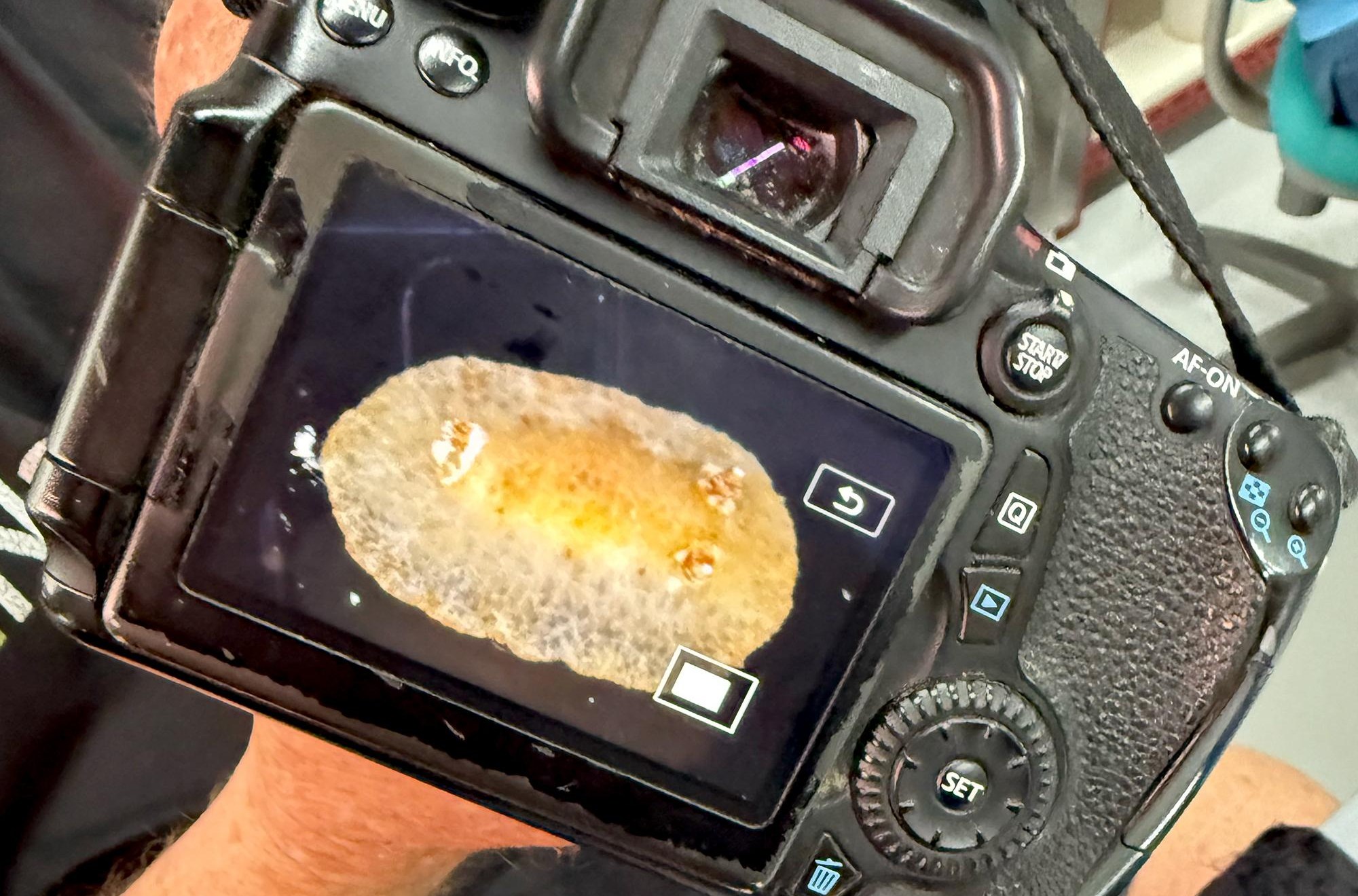 a nudibranch seen on a camera screen