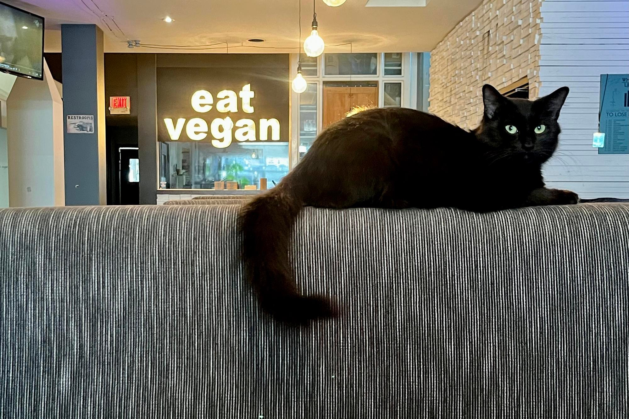 a cat is laying on top of upholstered booth seating. A bright sign reading “eat vegan” is hanging in a cafe window in the background
