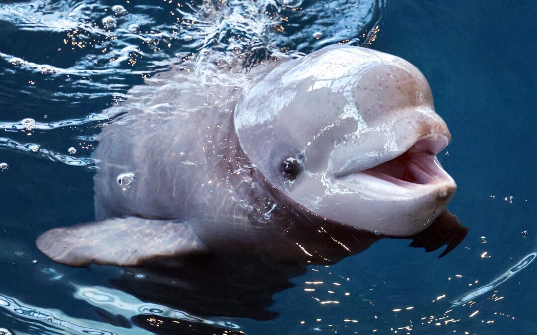 Three beluga whales just died at one of America’s top-rated aquariums