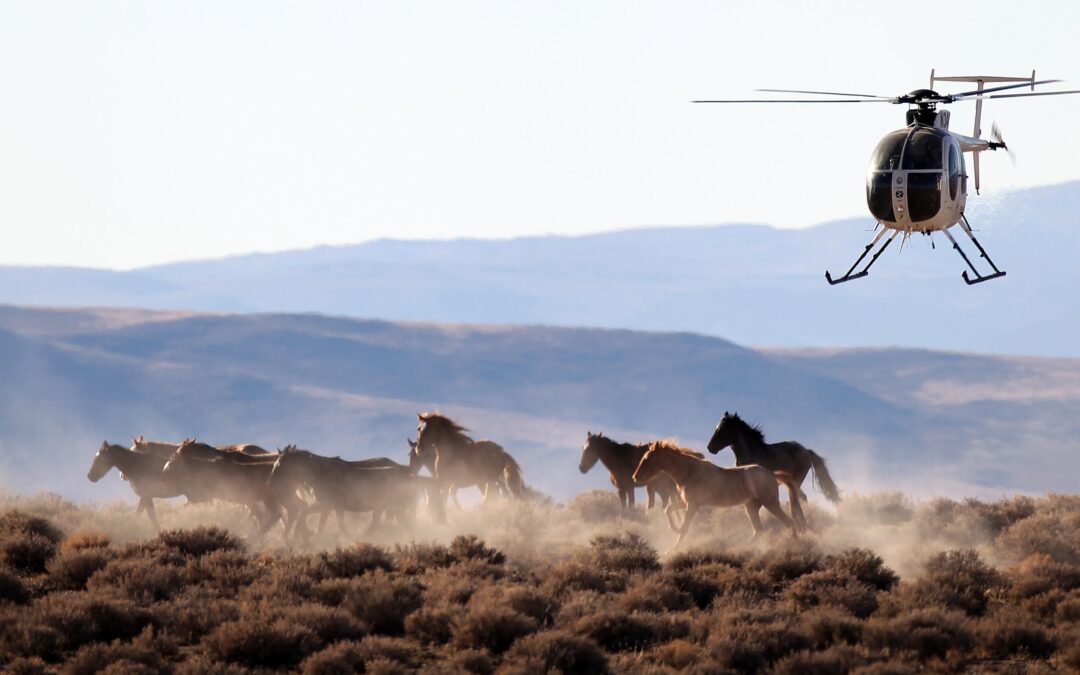 The US beef industry wants America to slaughter wild horses for meat