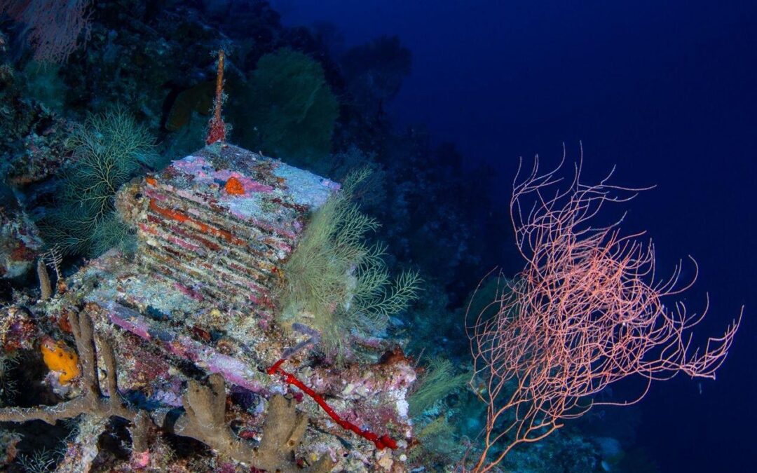 Inside a quest to learn about the ocean’s mysterious “deep reefs”