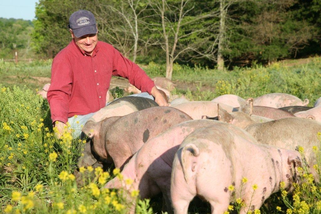 A man in a long-sleeved red shirt and a navy baseball cap touches the backs of several large pigs as they graze on a field full of wildflowers and brush.
