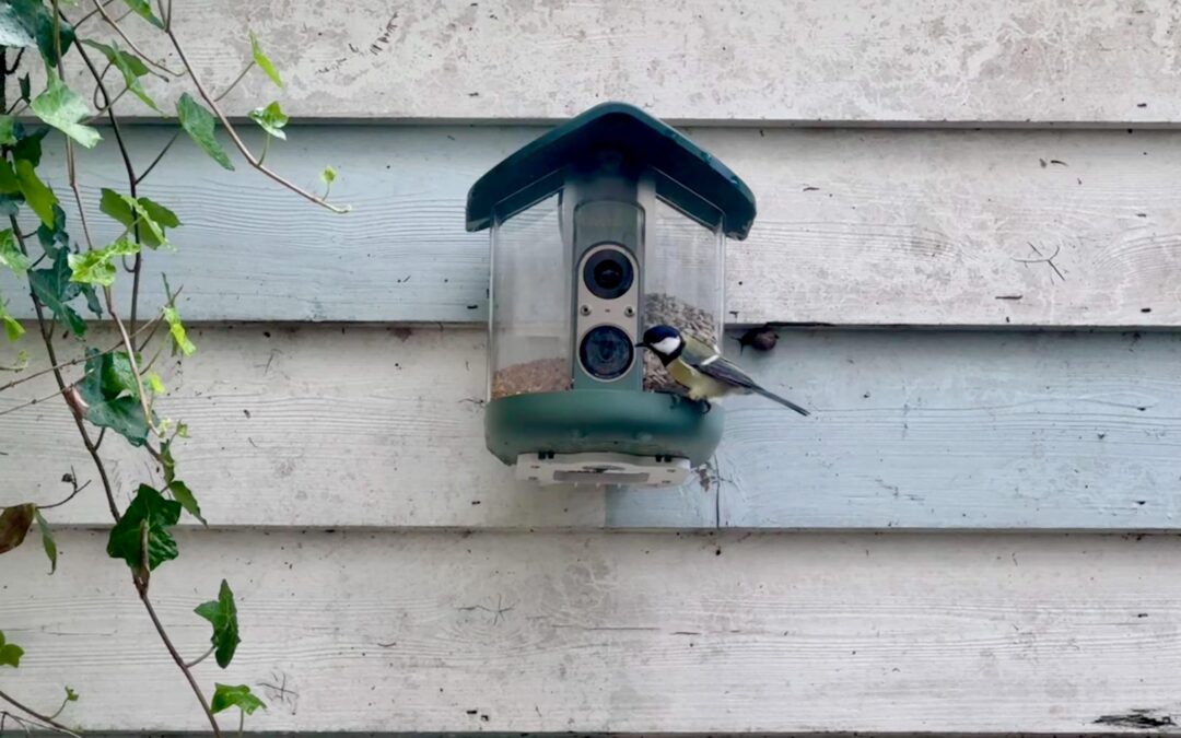 My brief romance with an AI bird feeder