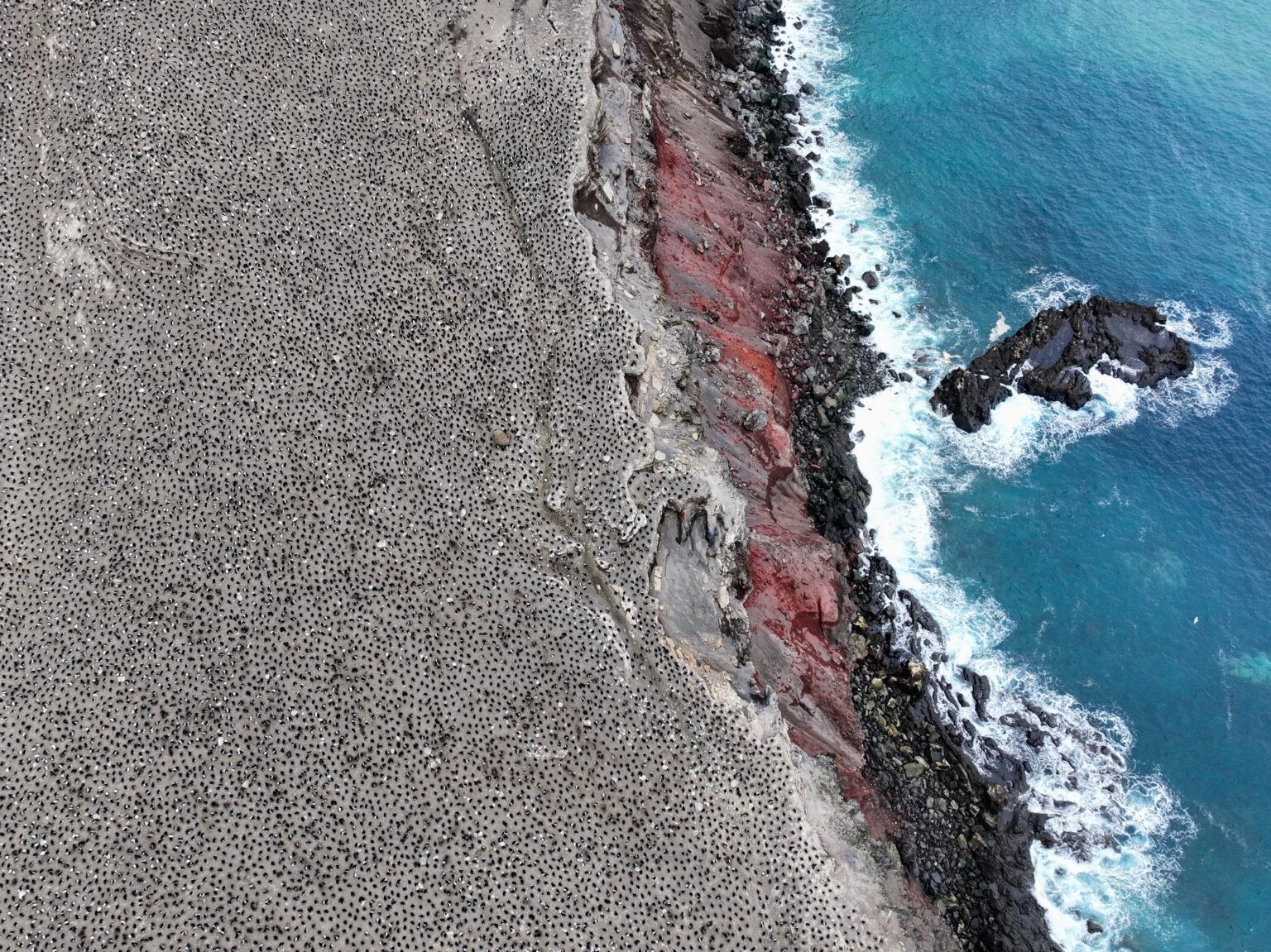 An aerial view of an arctic coast speckled with hundreds of nesting penguins. 