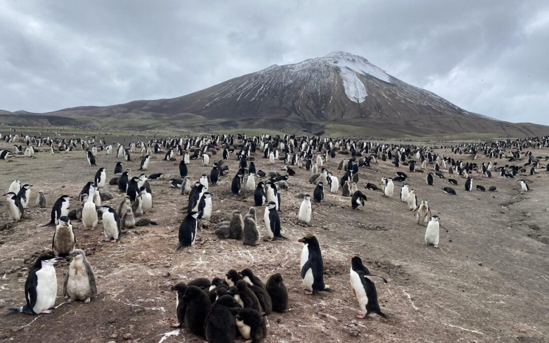 Antarctica’s penguins are sending us a distress signal