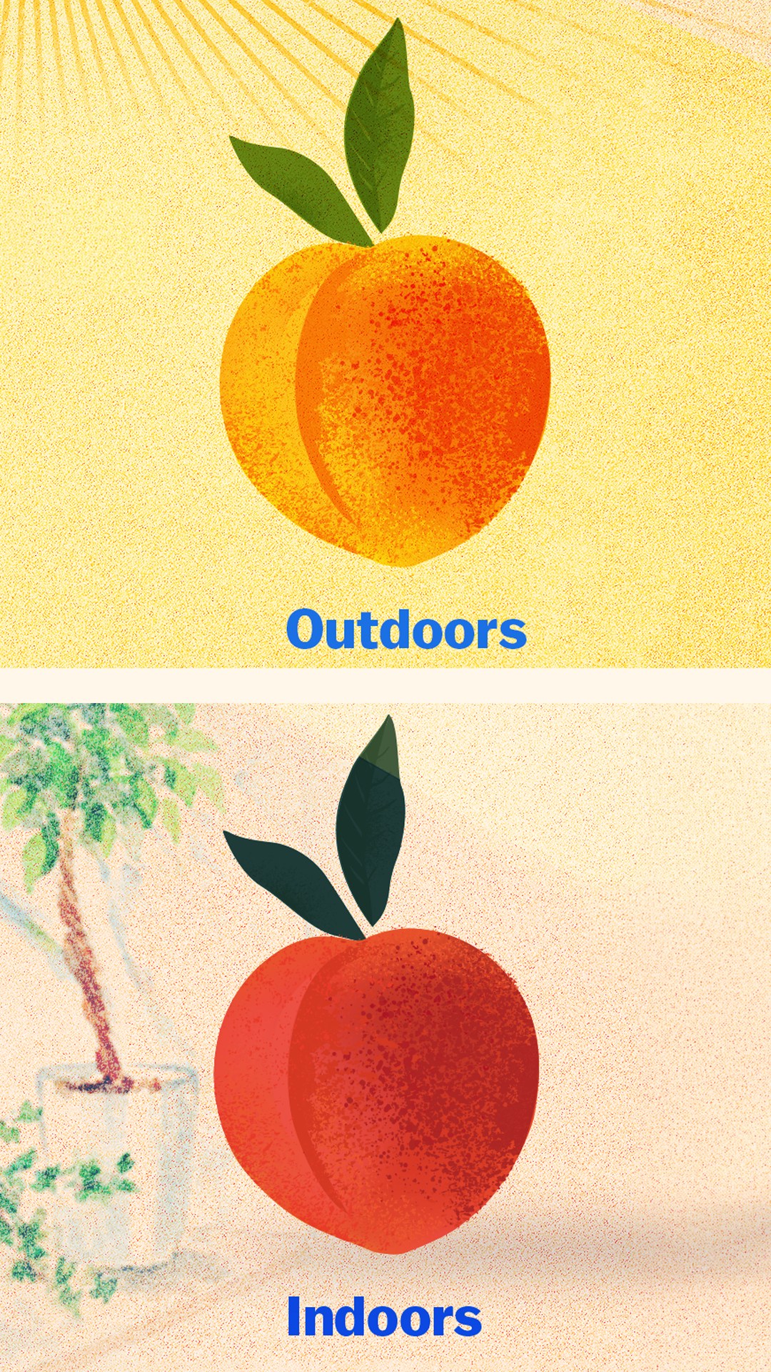 illustration of a peach in outdoor lighting and indoor lighting